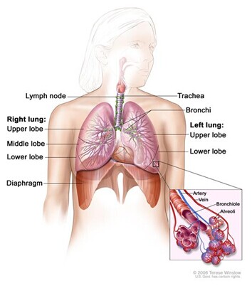 Respiratory anatomy; drawing shows right lung with upper, middle, and lower lobes; left lung with upper and lower lobes; and the trachea, bronchi, lymph nodes, and diaphragm. Inset shows bronchioles, alveoli, artery, and vein.